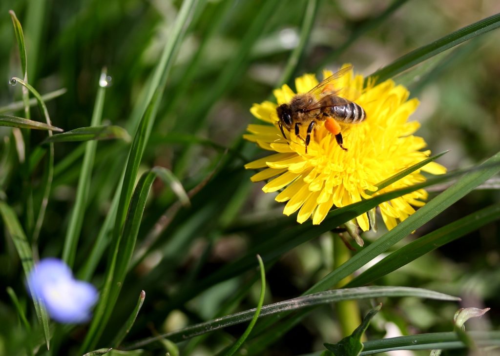 Bee on Dandelion