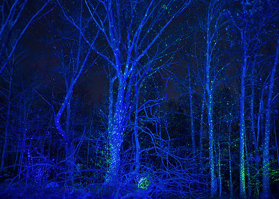 Fairy lights illuminate trees during Night Lights.
