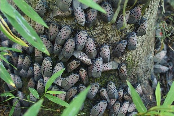 Spotted Lanternfly