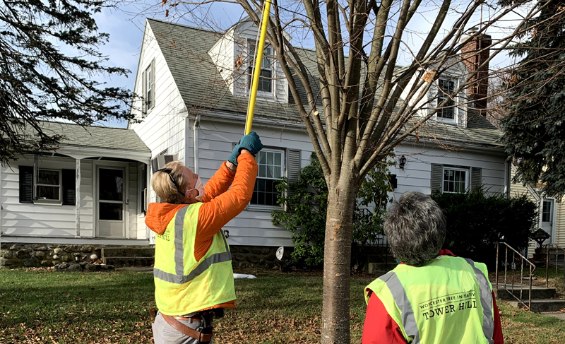 Tree Stewards