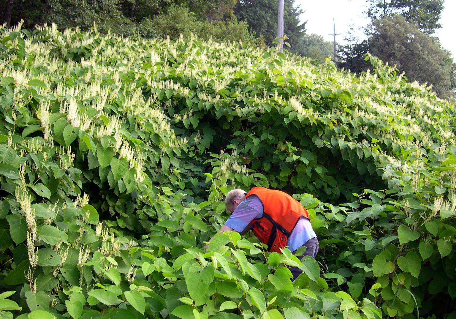 knotweed