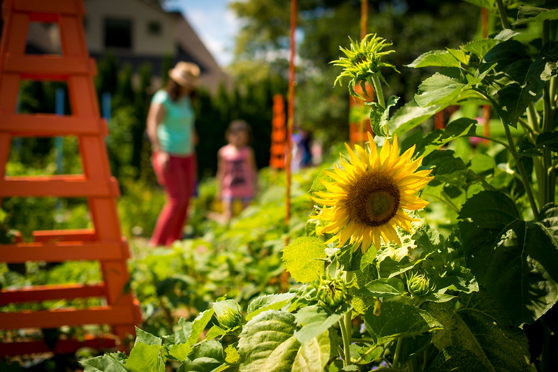 Vegetable Garden